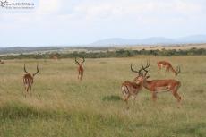 IMG 8444-Kenya, gazelles in Masai Mara